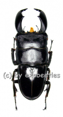Dorcus titanus yasuokai ( 75 – 79 )