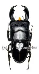 Dorcus titanus yasuokai ( 75 – 79 )