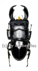 Dorcus titanus yasuokai ( 75 – 79 )
