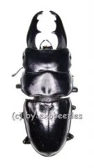Dorcus tityus ( 50 – 54 )