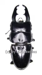 Dorcus tityus ( 45 – 49 )