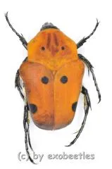 Doryscelis calcarata ( 20 – 24 )