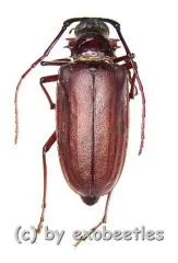 Dorysthenes ( Paraphrus ) granulosus ( 30 - 34 )