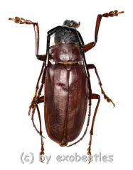 Dorysthenes ( Paraphrus ) granulosus ( 35 – 39 )