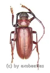 Dorysthenes ( Paraphrus ) granulosus ( 30 - 34 )