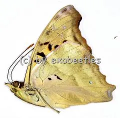 Doxocopa cherubina