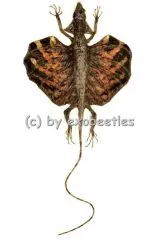 Draco haematopogon ( var. )