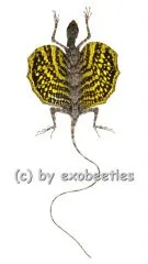 Draco volans volans ( 115 – 119 )