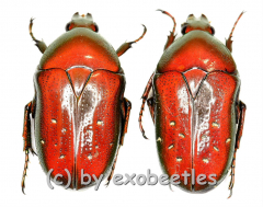 Dymusia variabilis ( rote var. )