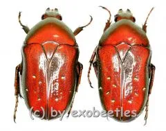 Dymusia variabilis ( rote var. )