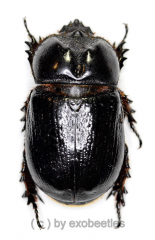 Dynastidae spec. #2 ( 30 – 34 )