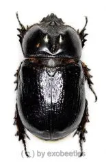 Dynastidae spec. #2 ( 30 – 34 )