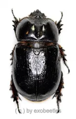 Dynastidae spec. #2 ( 30 – 34 )