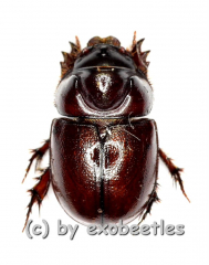 Dynastidae spec. ( 5 – 9 )