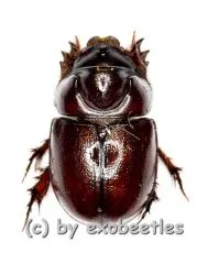 Dynastidae spec. ( 5 – 9 )