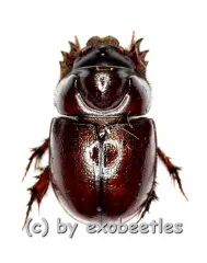 Dynastidae spec. ( 5 – 9 )