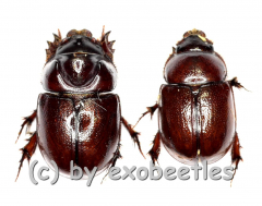 Dynastidae spec. ( M 5 – 9 )