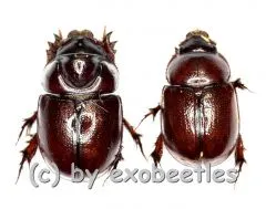 Dynastidae spec. ( M 5 – 9 )
