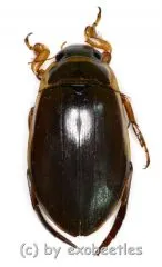 Dytiscus marginalis ( 25 – 34 )