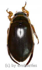 Dytiscus marginalis ( 25 - 34 )