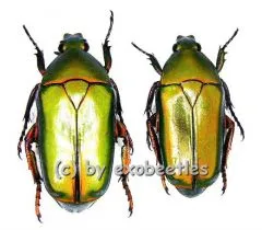 5 x Caelorrhina ( Eccoptocnemis ) thoreyi