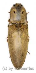 Elateridae spec. #27 ( 30 – 34 )