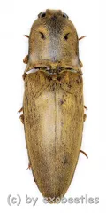 Elateridae spec. #27 ( 30 – 34 )