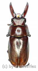 Eligmodontus kanghianus ( 20 – 24 )