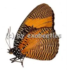 Elymniopsis bammakoo bammakoo