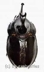 Enema pan ( 50 – 54 )