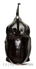 Enema pan ( BIG ) ( 55 – 59 )