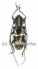 Epepeotes desertus ( 20 - 29 )