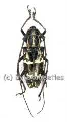 Epepeotes desertus ( 20 - 29 )