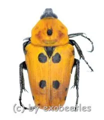 Epixanthis novempunctata