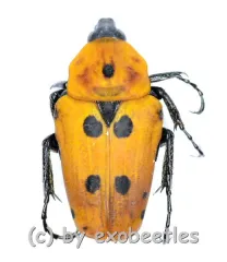 Epixanthis novempunctata ( 10 – 19 )