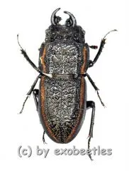 Erichius caelatus ( 15 – 19 )