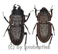Erichius caelatus ( M 15 – 19 )