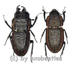 Erichius caelatus ( M 15 – 19 )