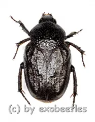 Eriulis variolosa ( 10 – 19 )