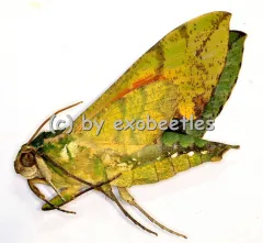 Euchloron megaera