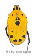 Euchroea auripimenta ( abberation )