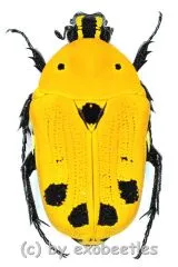 Euchroea auripimenta ( 20 – 24 )