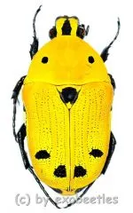 Euchroea auripimenta