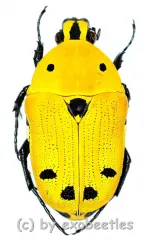 Euchroea auripimenta