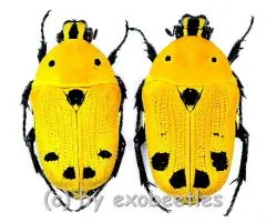 Euchroea auripimenta A2
