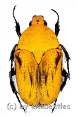 Euchroea benezecki ( 25 – 29 ) A2