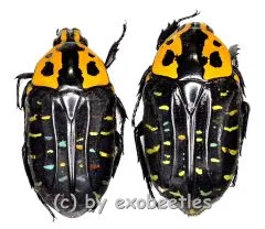 Euchroea clementi riphaeus ( 20 – 24 )