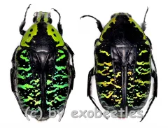 Euchroea coelestis coelestis ( 25 – 29 )