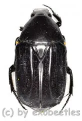Euchroea desmaresti ( 25 – 29 )