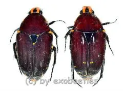 Euchroea episcopalis ( 20 – 24 )